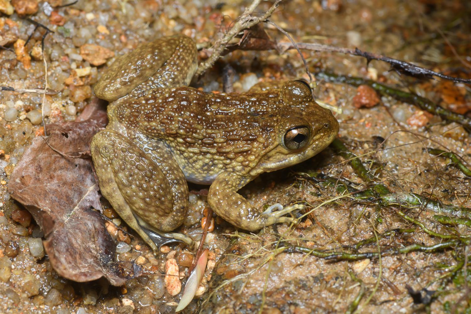 Cardamom spiny frog (Quasipaa fasciculispina)