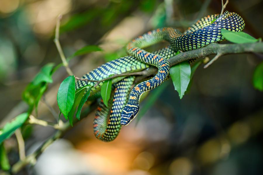 Paradise tree snake (Chrysopelea paradisi)