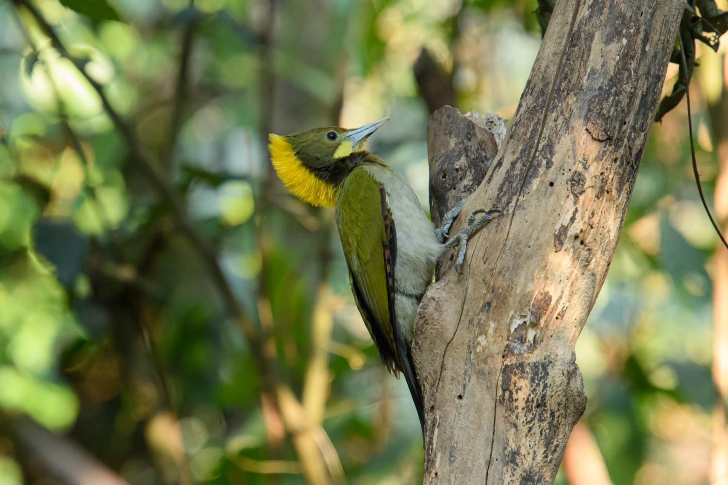 Greater yellownape (Chrysophlegma flavinucha)