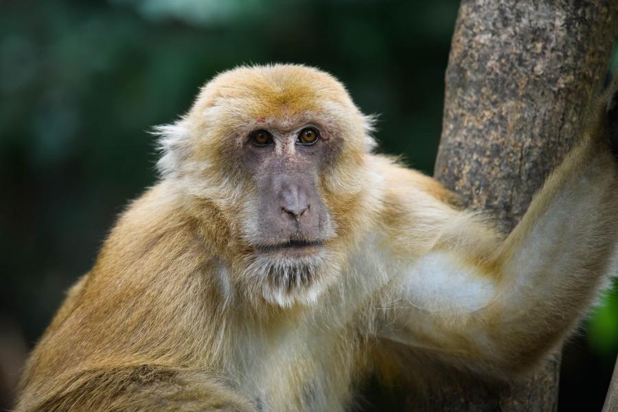 Assam macaque (Macaca assamensis)