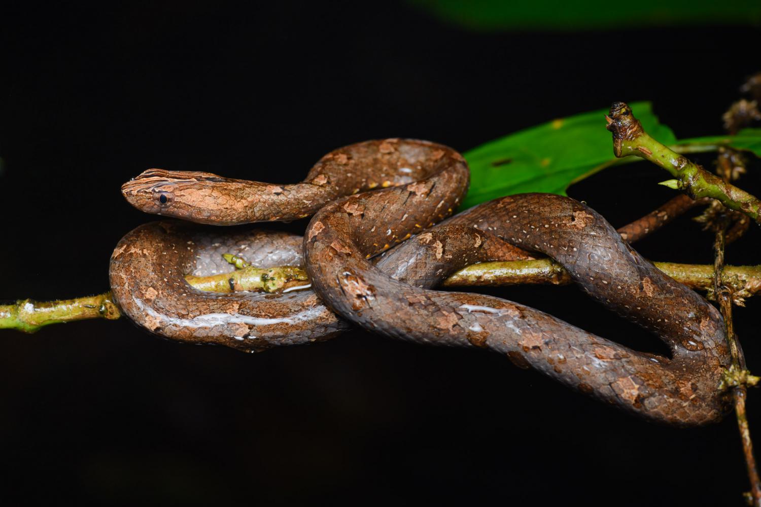 Common mock viper (Psammodynastes pulverulentus)