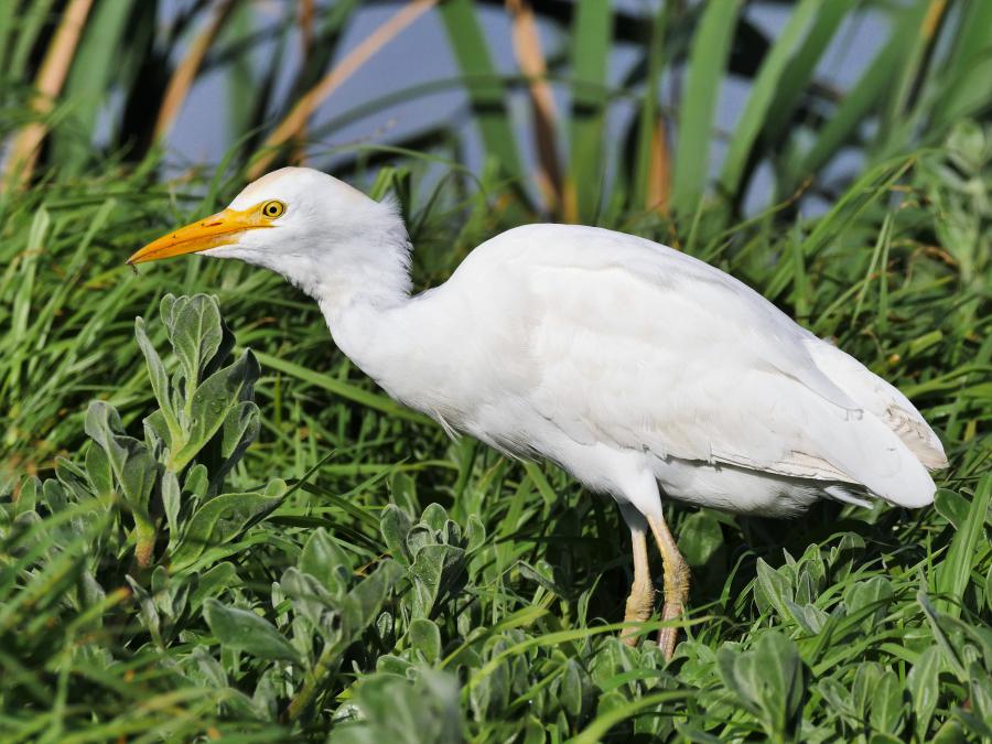 eastern-cattle-egret-bubulcus-ibis