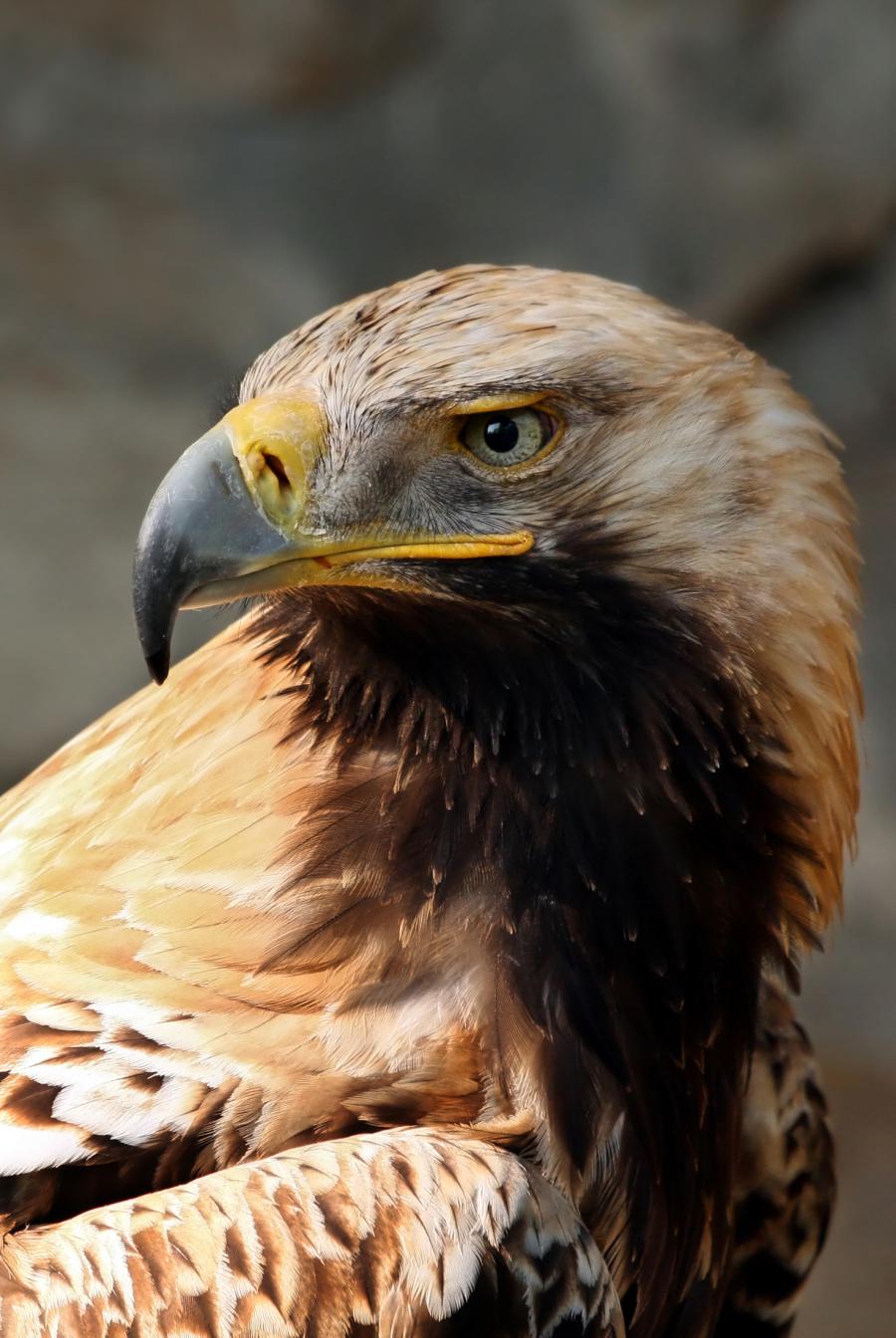 Eastern imperial eagle (Aquila heliaca)