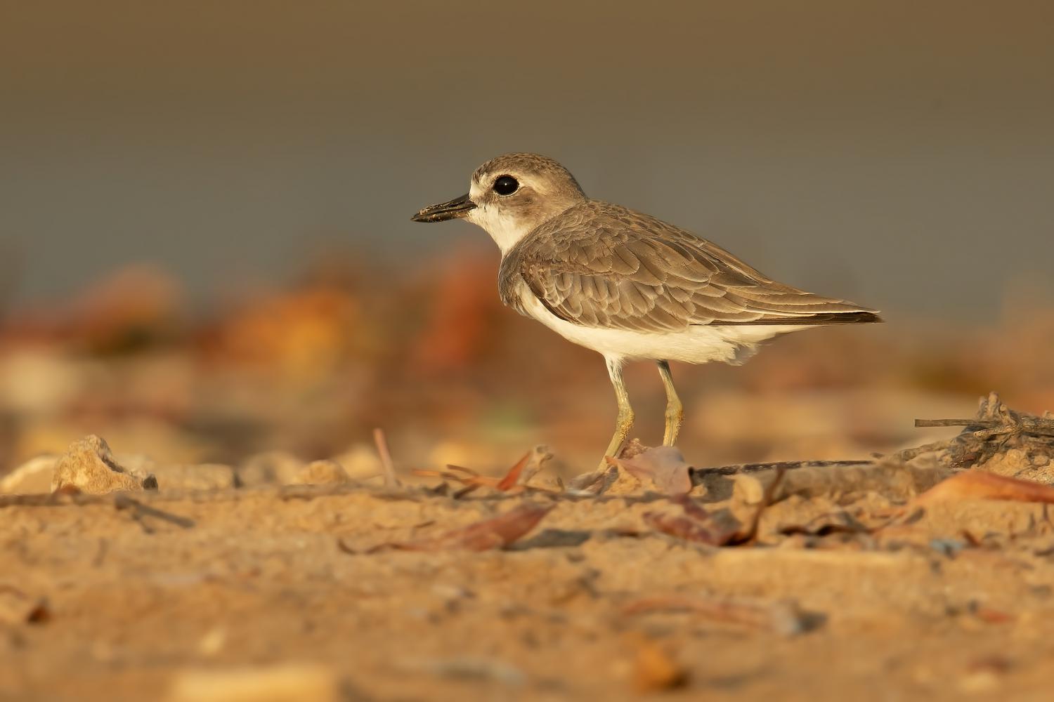 greater sand plover        
        <figure class=