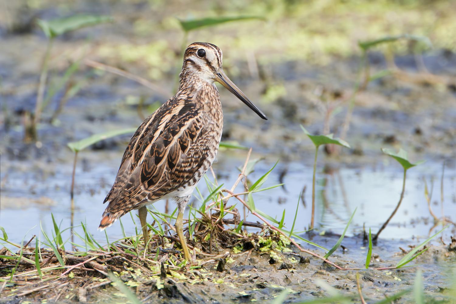 Pintail snipe (Gallinago stenura)