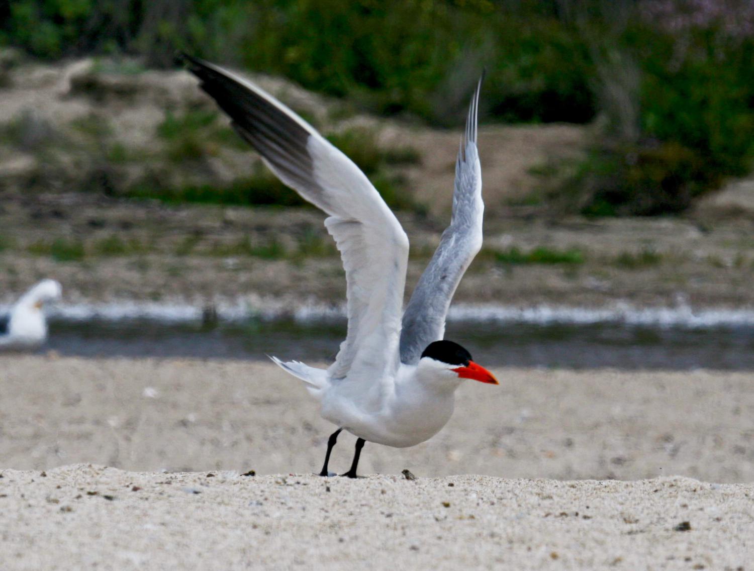 Caspian tern (Hydroprogne caspia)