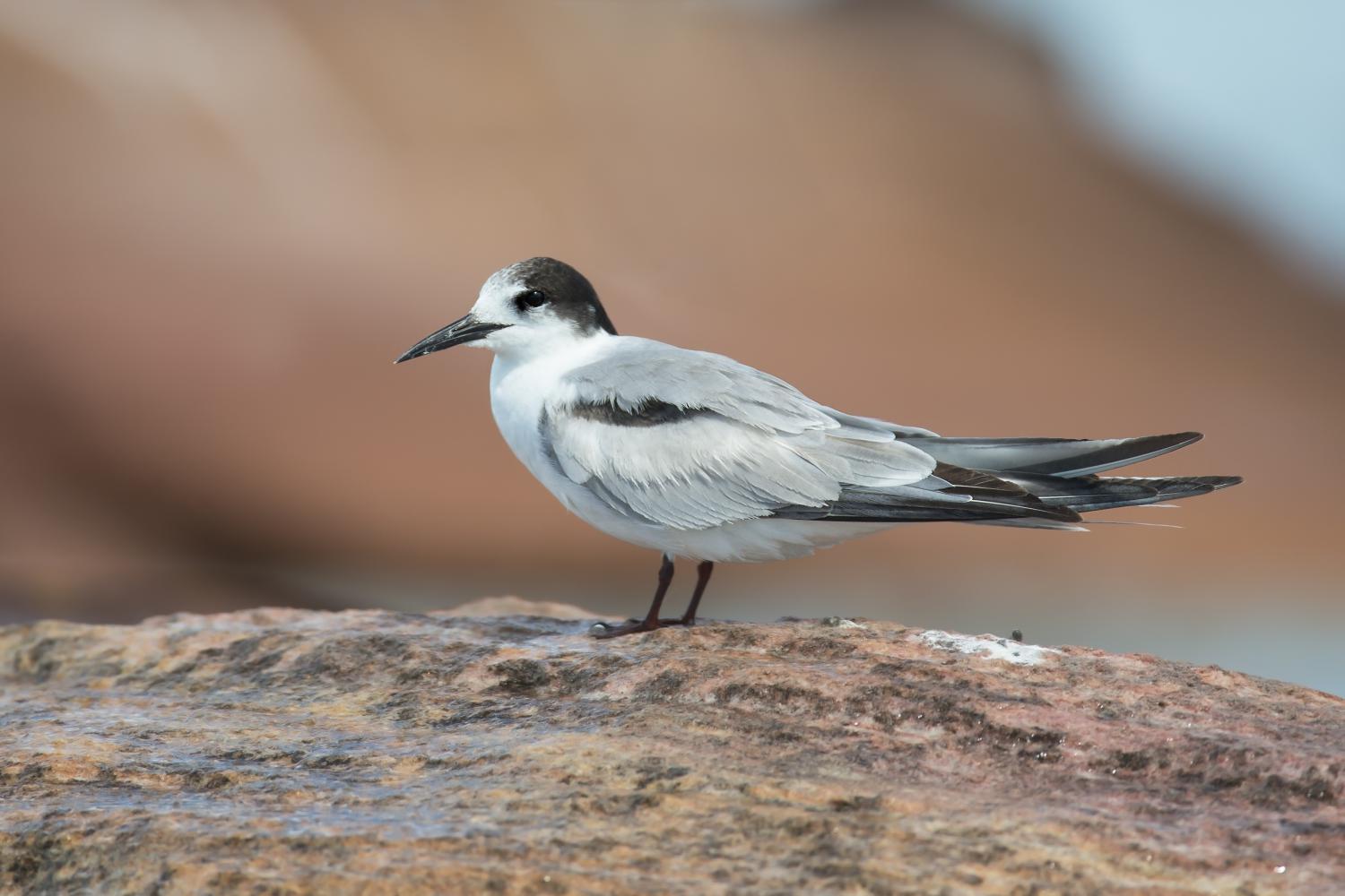 Common tern (Sterna hirundo)