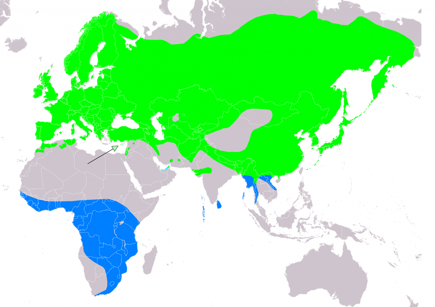 Eurasian cuckoo (Cuculus canorus)