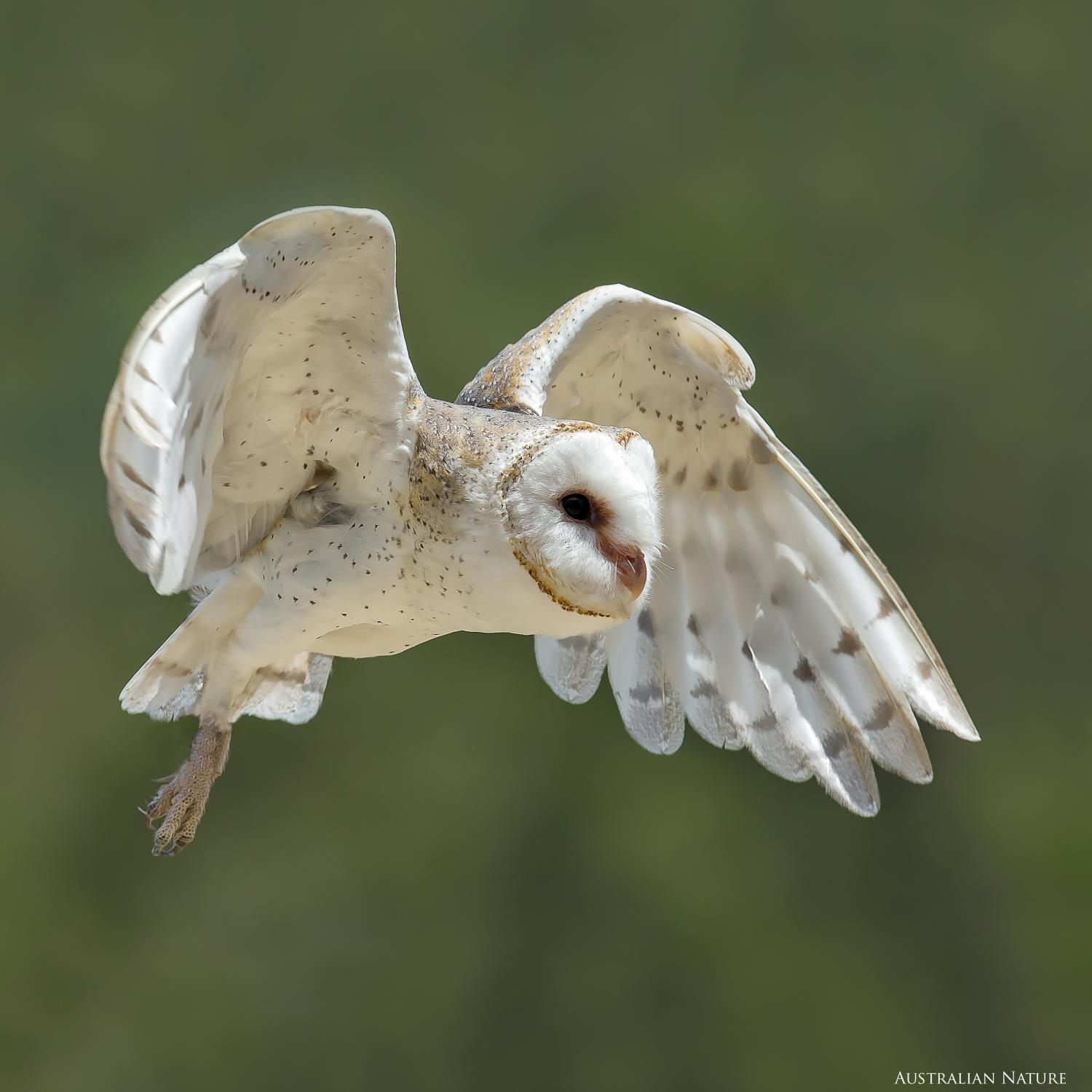 Eastern Barn Owl Tyto Javanica