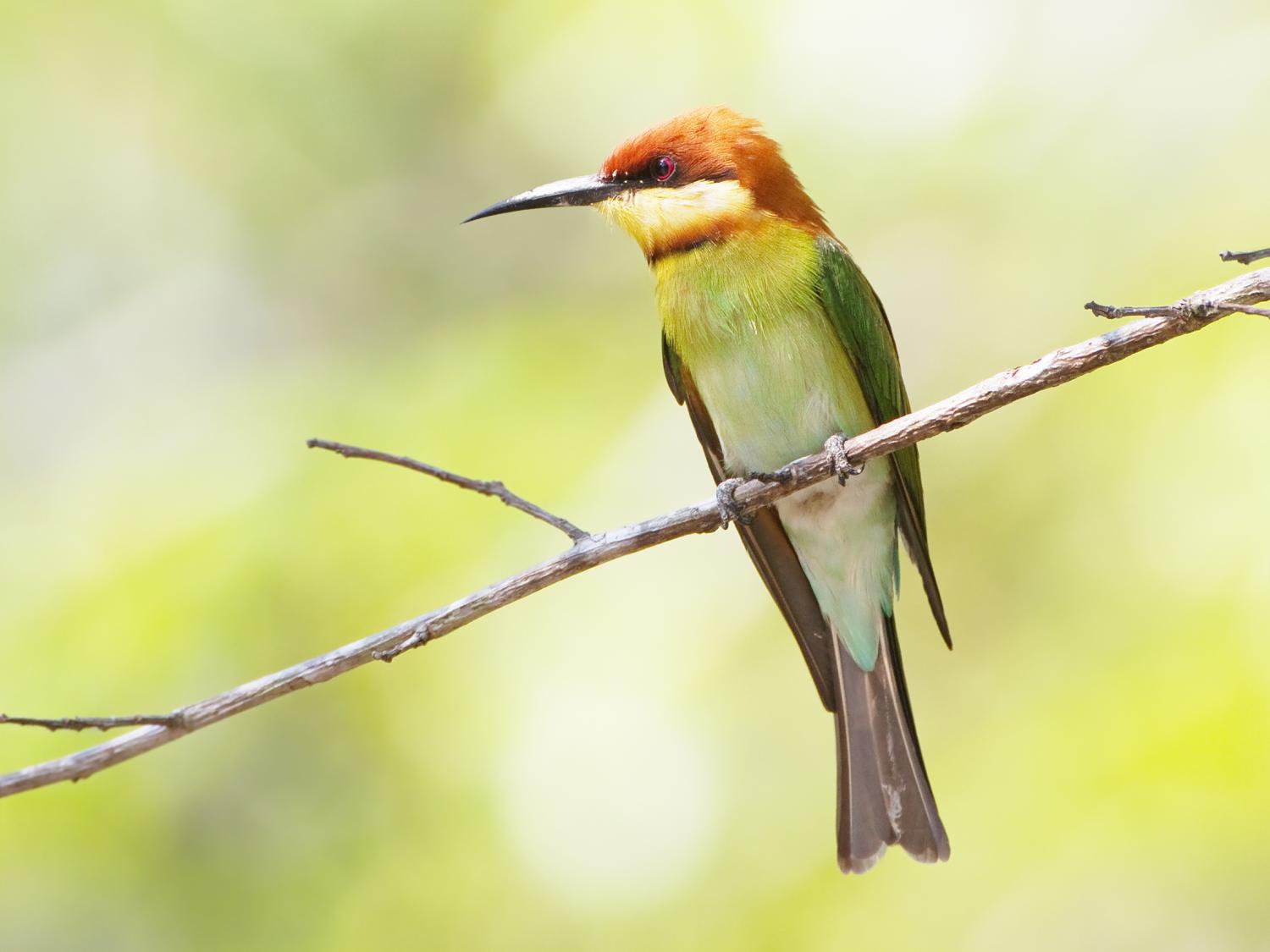 chestnut-headed-bee-eater-merops-leschenaulti