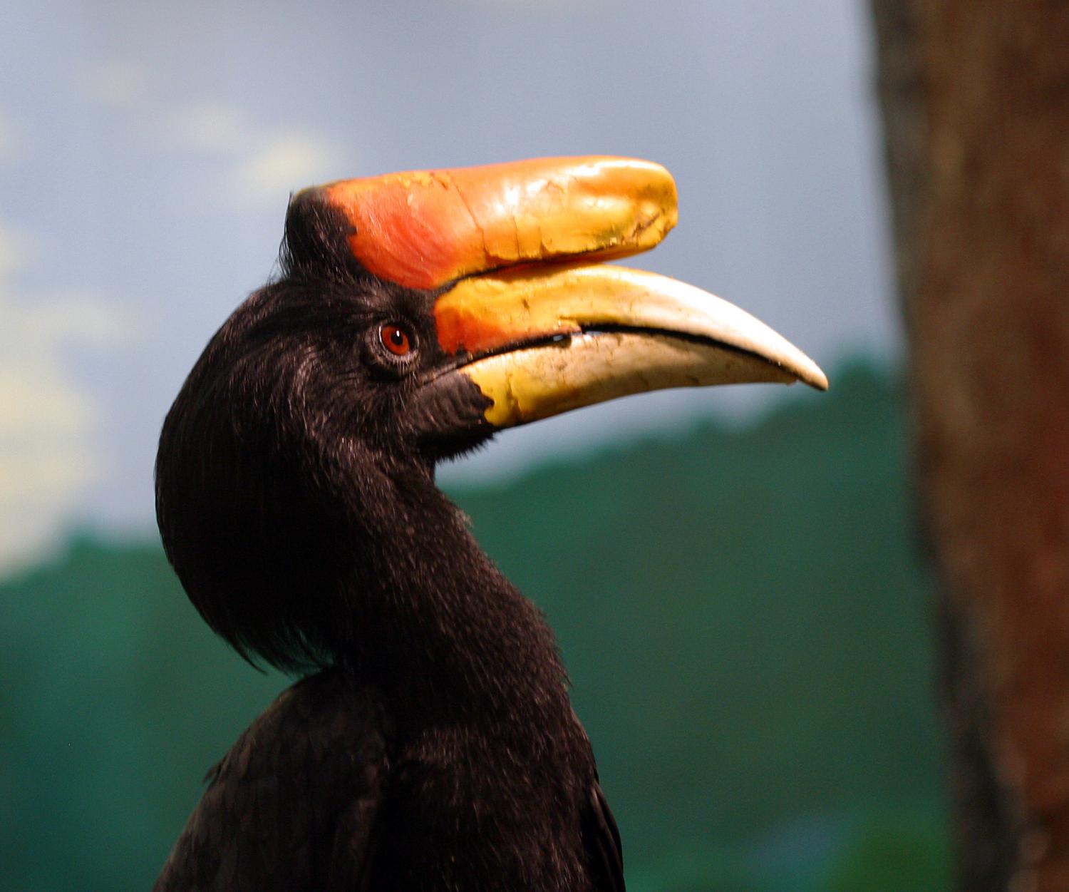 rhinoceros hornbill toucan
