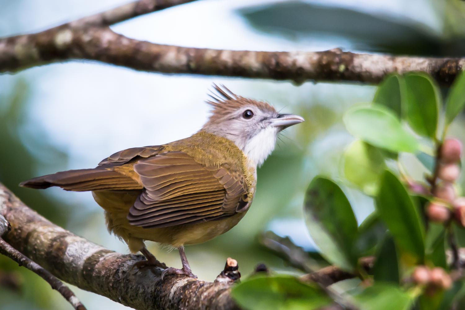 Puff-throated bulbul (Alophoixus pallidus)