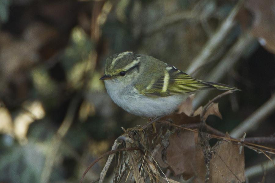 Pallas's leaf warbler (Phylloscopus proregulus)