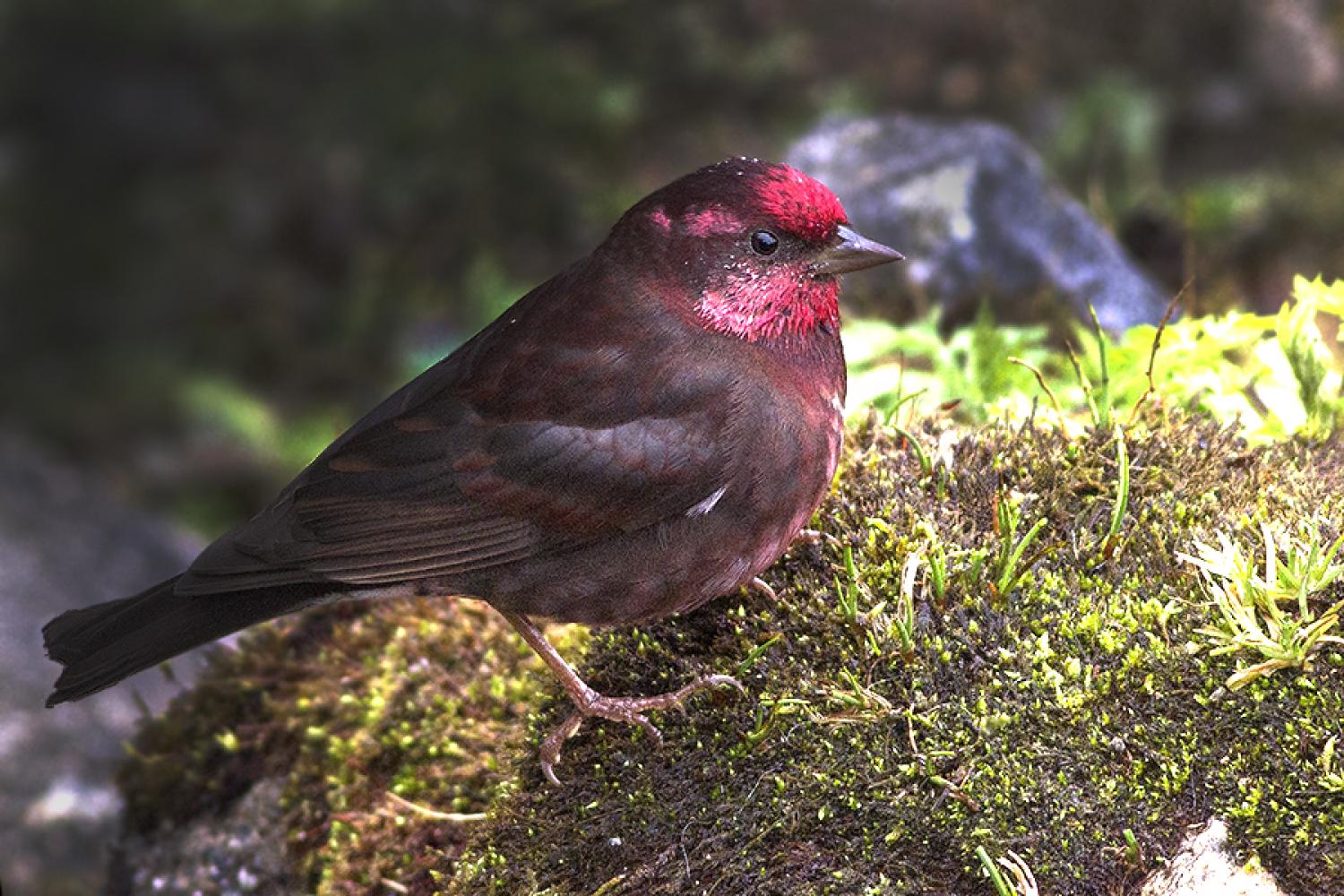 Dark-breasted rosefinch (Procarduelis nipalensis)