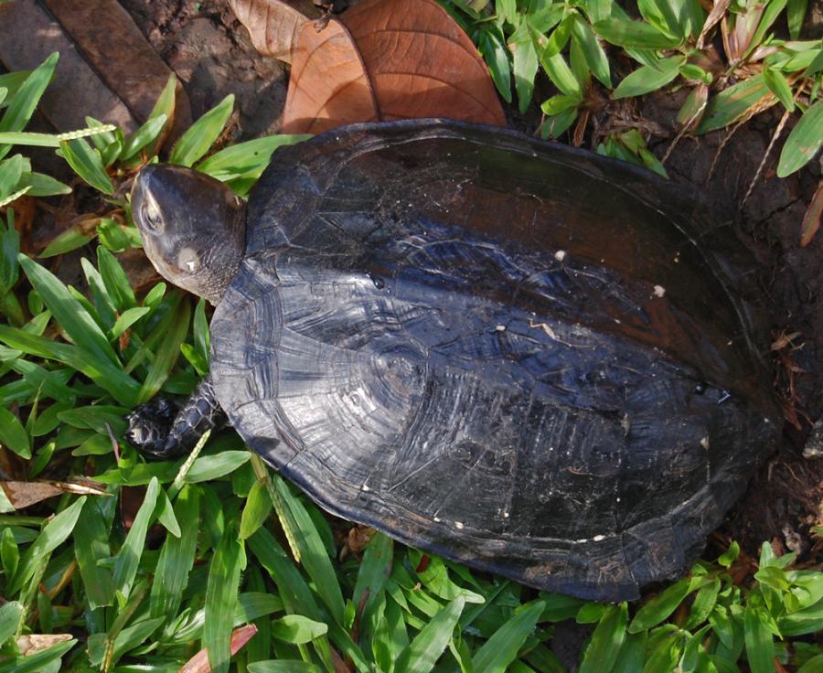 Black marsh turtle (Siebenrockiella crassicollis)