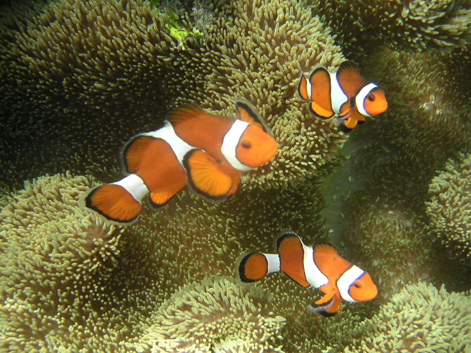 Ocellaris clownfish (Amphiprion ocellaris)