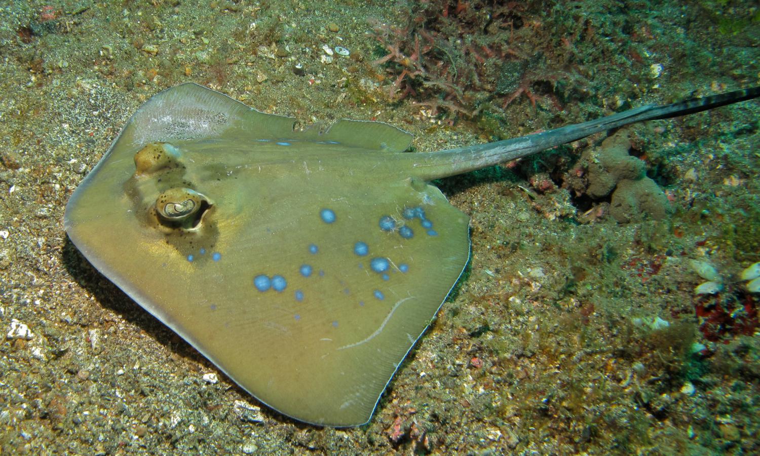 Kuhl's maskray (Neotrygon kuhlii)