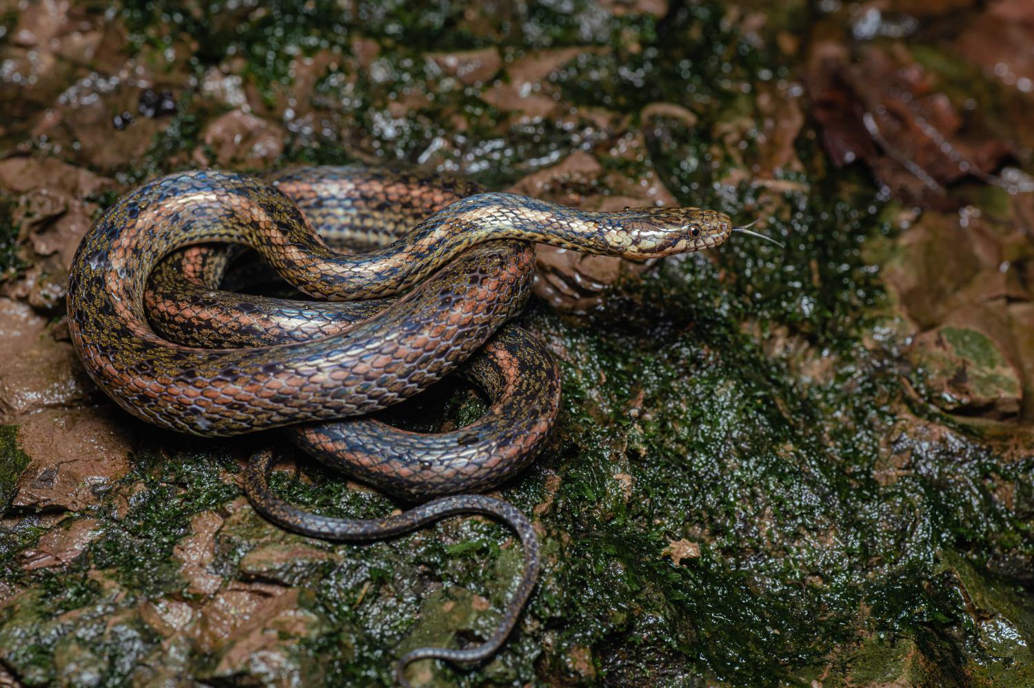 Fire-back keelback (Hebius igneus)