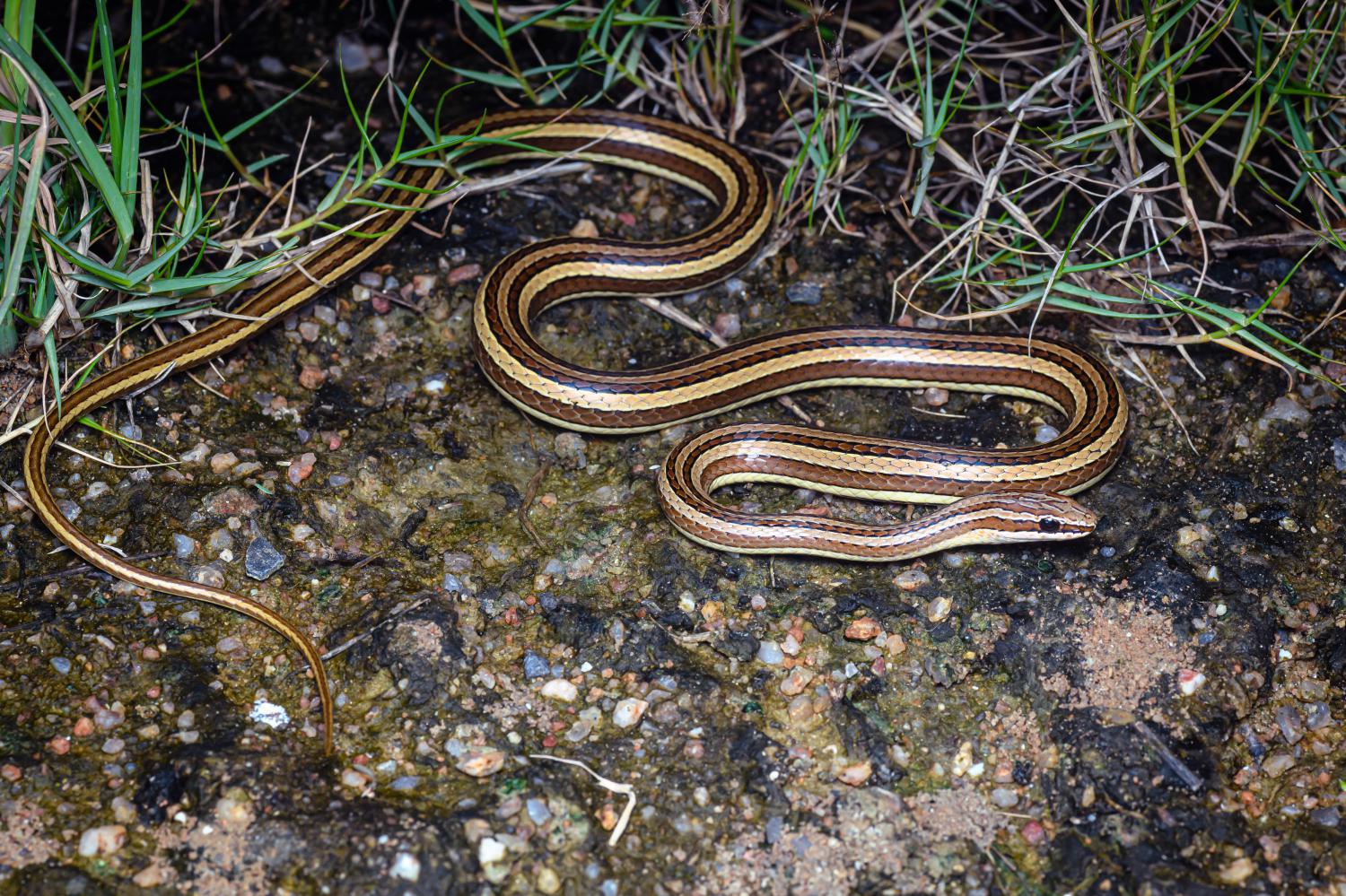 Indochinese sand snake (Psammophis indochinensis)