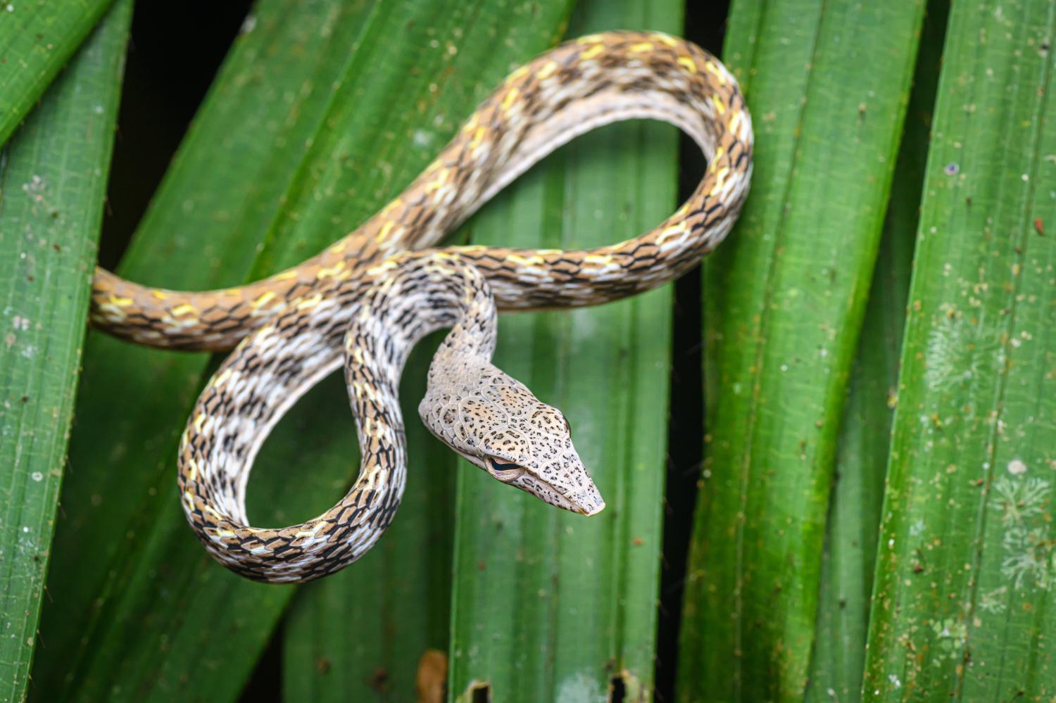 Speckle-headed Whip Snake (ahaetulla Fasciolata)