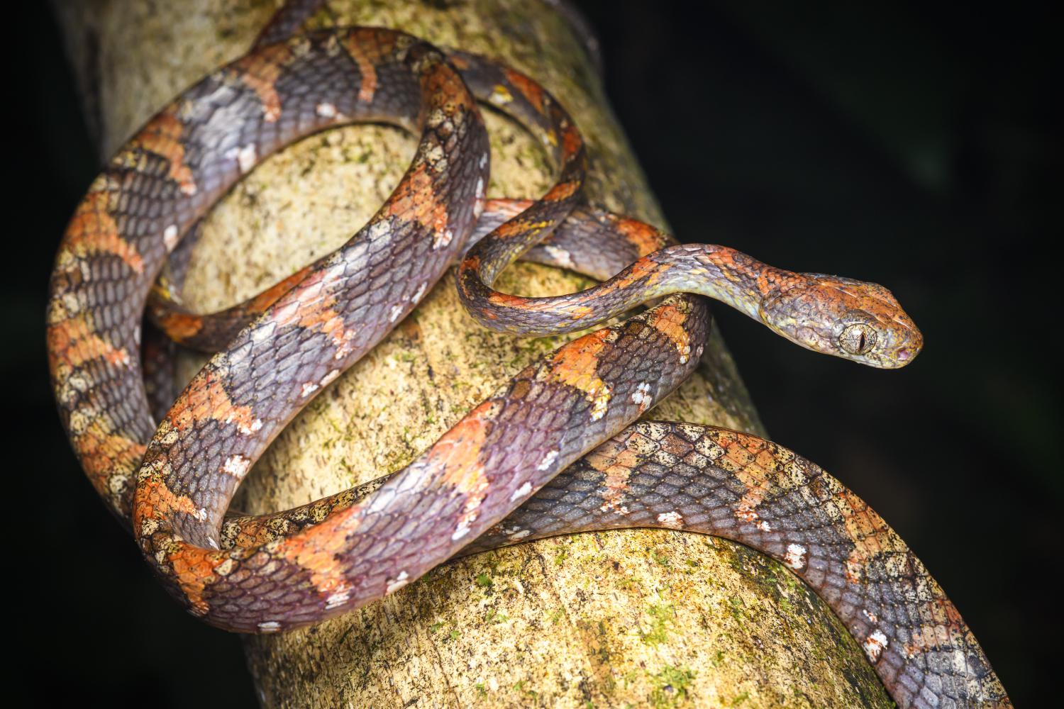 Drapiez's cat snake (Boiga drapiezii)