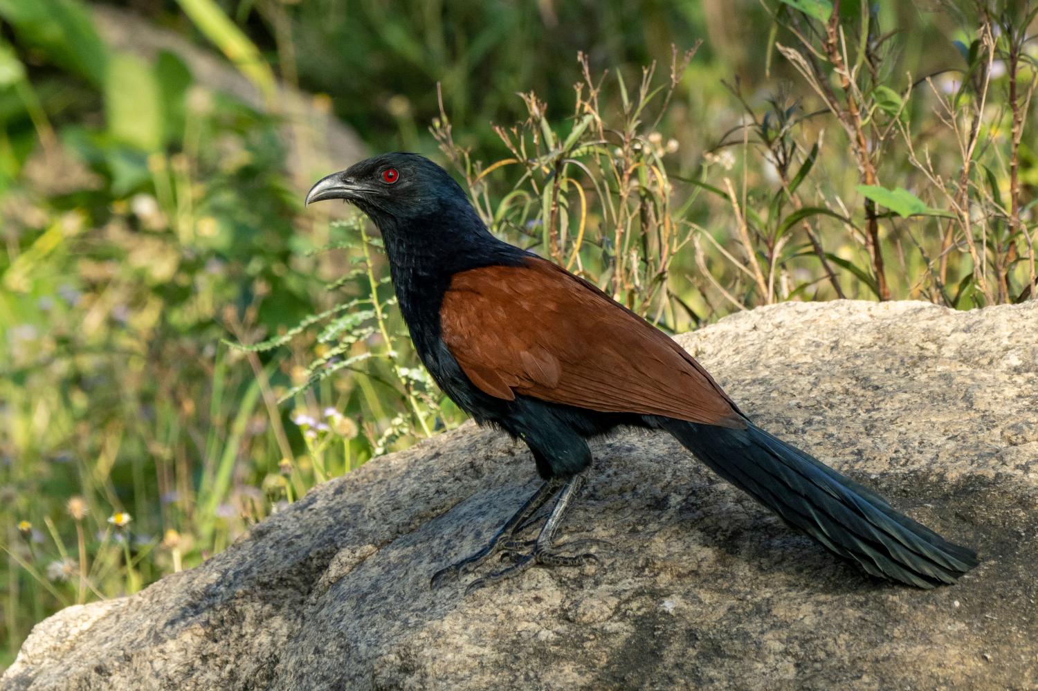 Greater coucal (Centropus sinensis)