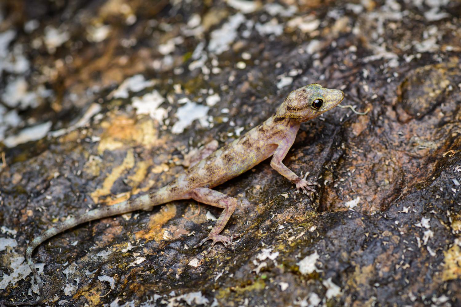 Twin-spot rock gecko (Cnemaspis biocellata)