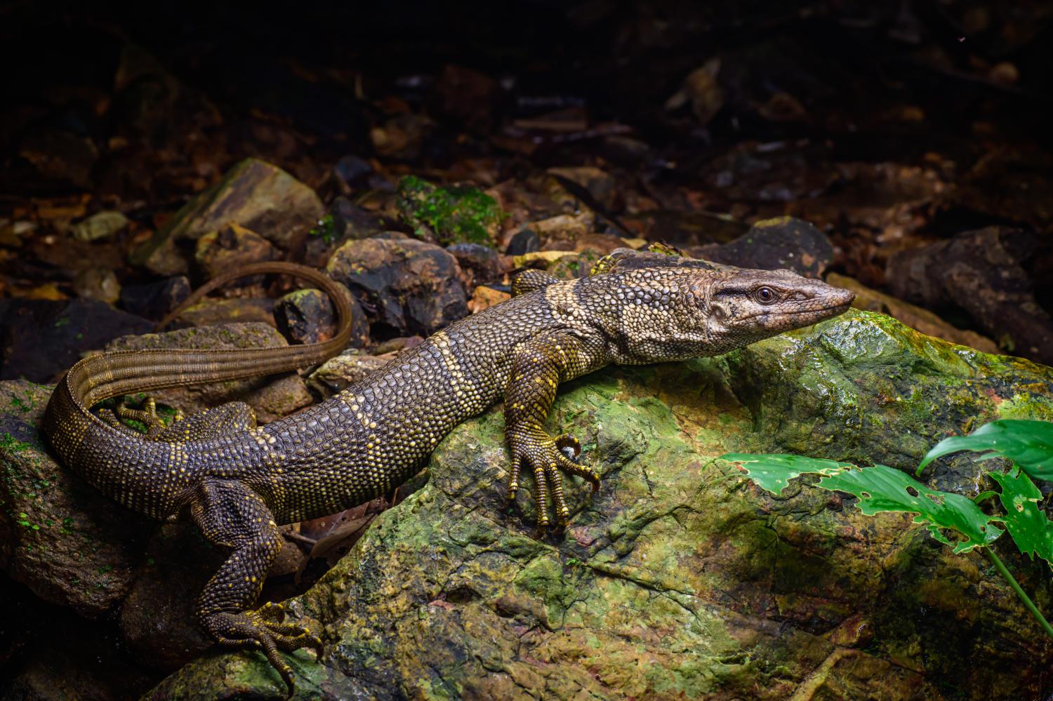 Dumeril's monitor (Varanus dumerilii)