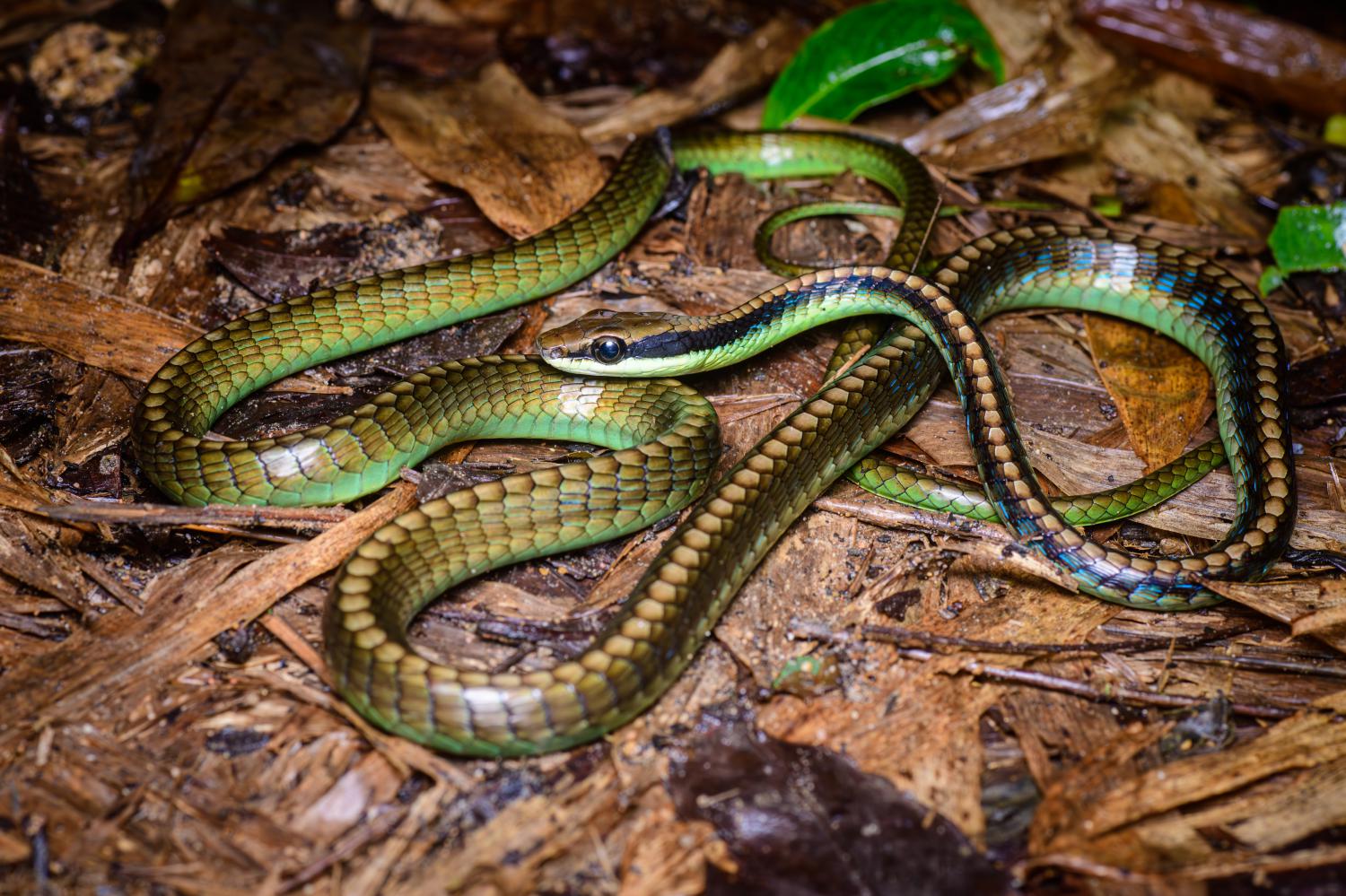 Wall's bronzeback (Dendrelaphis cyanochloris)