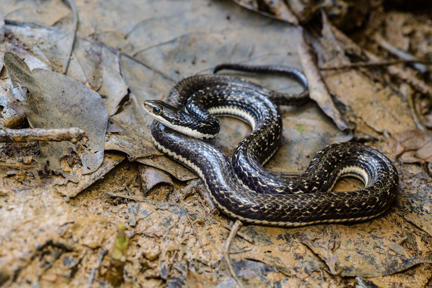 Spotted keelback (Fowlea punctulatus)