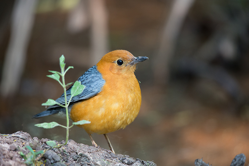 List of bird species of Thailand