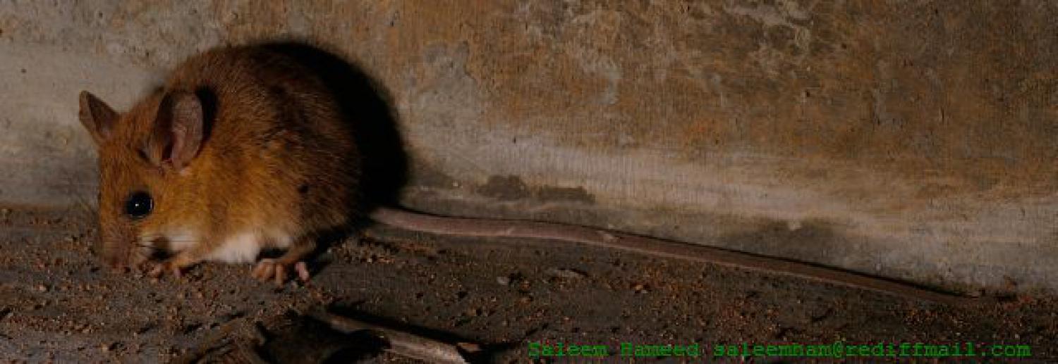 Asiatic long-tailed climbing mouse (Vandeleuria oleracea)