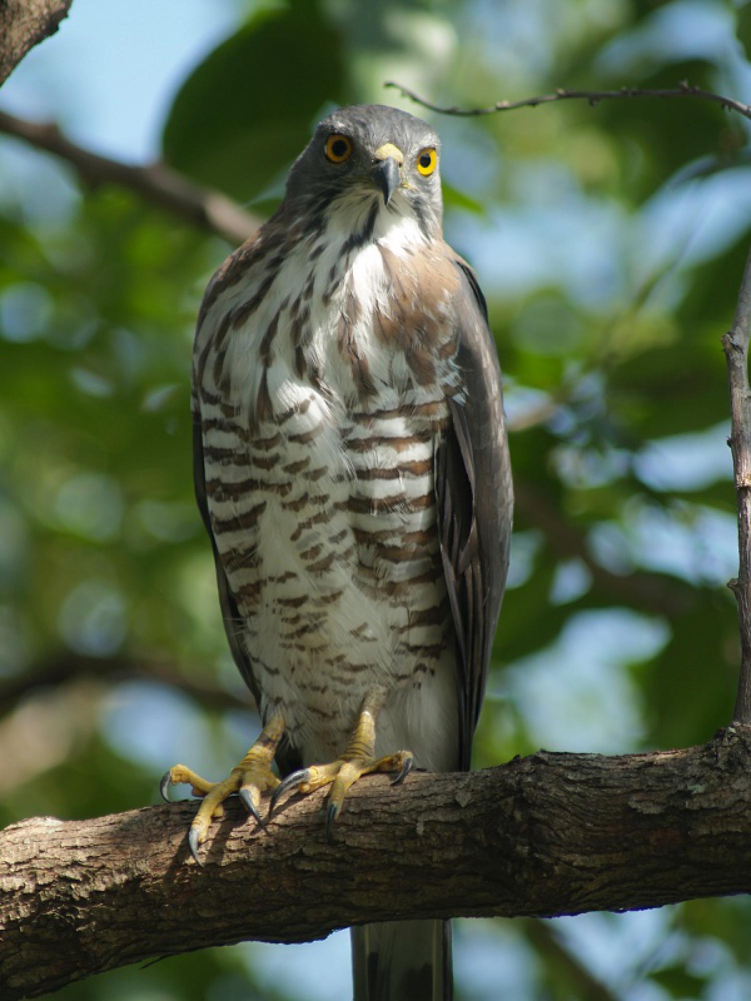 Southern Indian Sparrowhawk