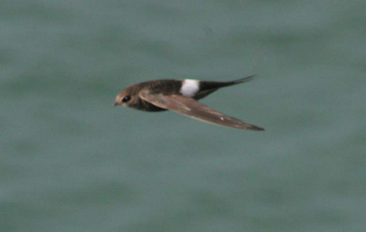 Pacific swift (Apus pacificus)