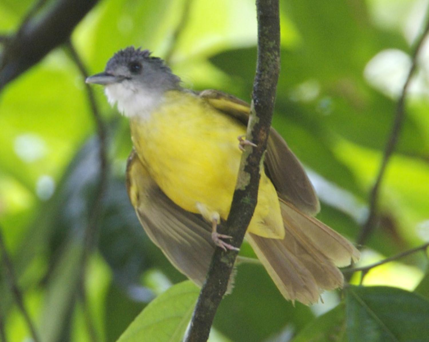 Yellow-bellied bulbul (Alophoixus phaeocephalus)