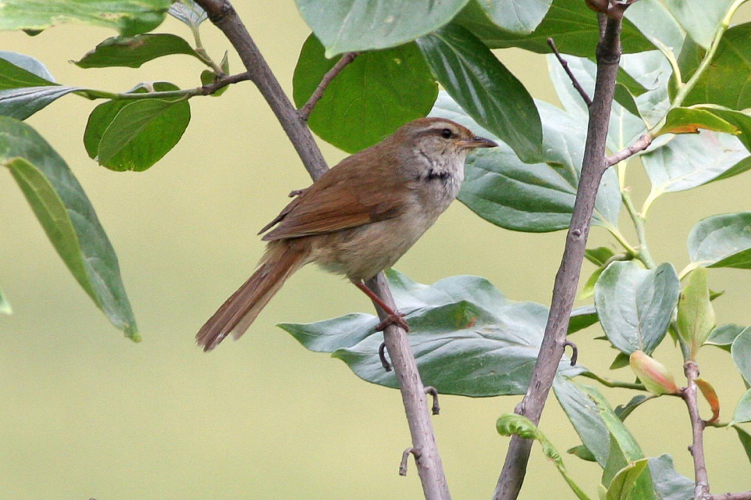 Manchurian bush warbler (Horornis canturians)