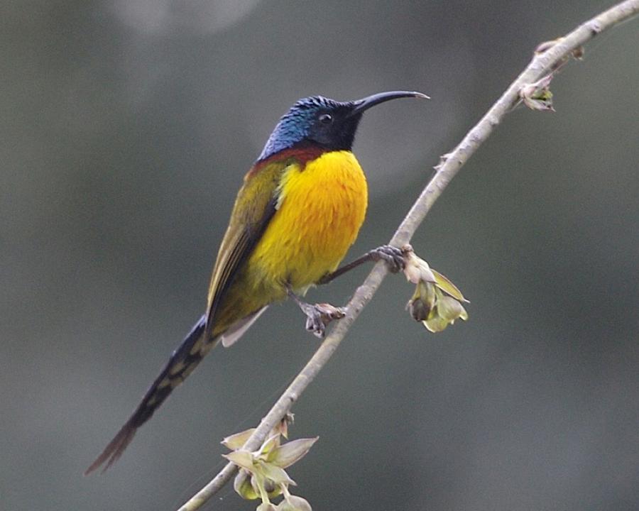 Green-tailed sunbird  Aethopyga nipalensis 