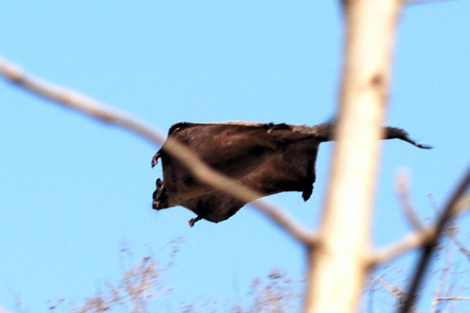 Indian giant flying squirrel (Petaurista philippensis)