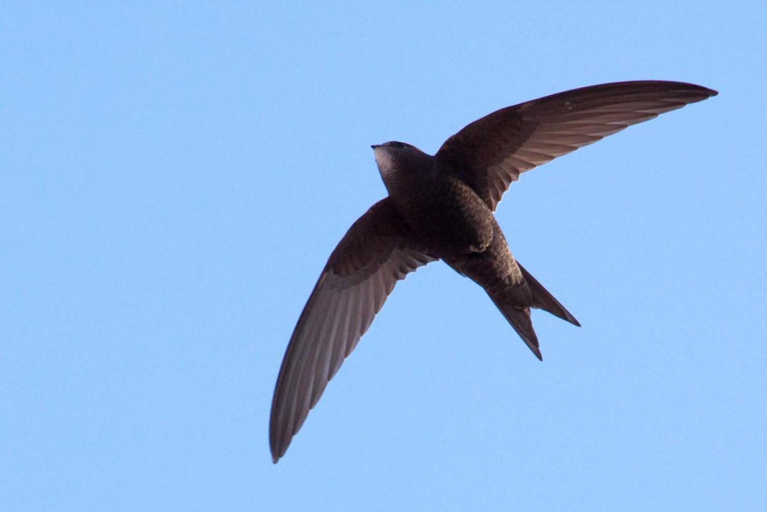 Common swift (Apus apus)