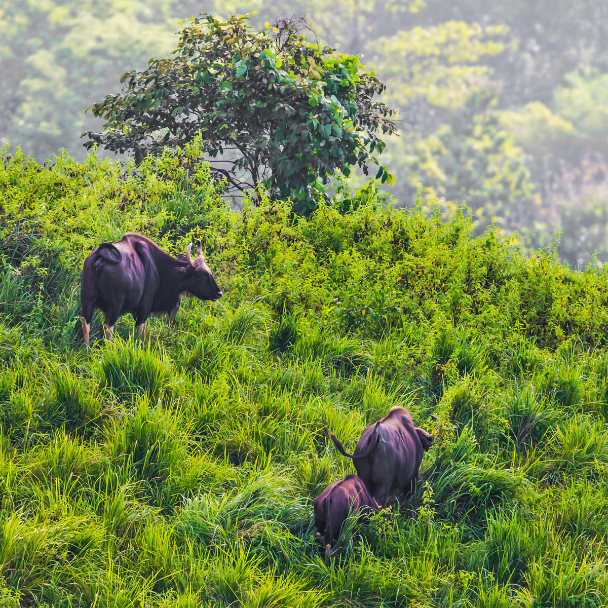 Khao Paeng Ma Non Hunting Area