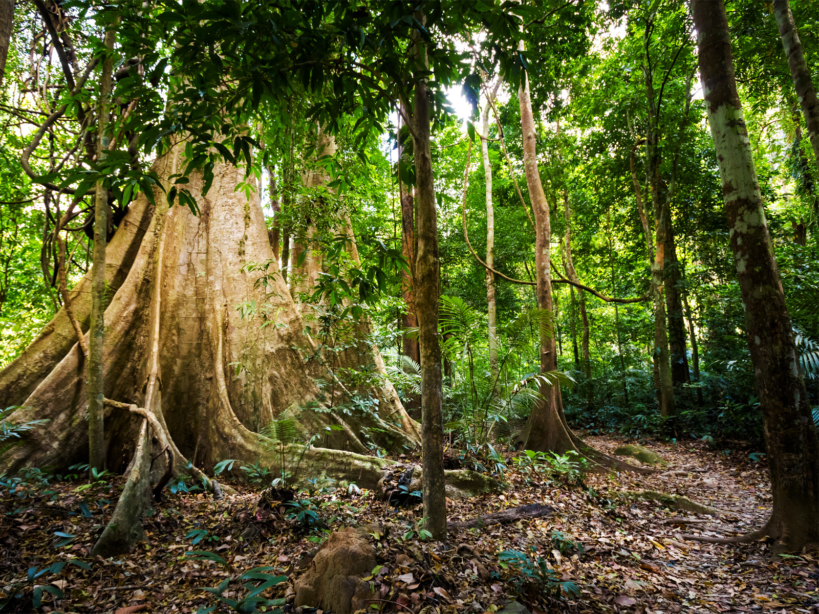 Khao Phanom Bencha National Park